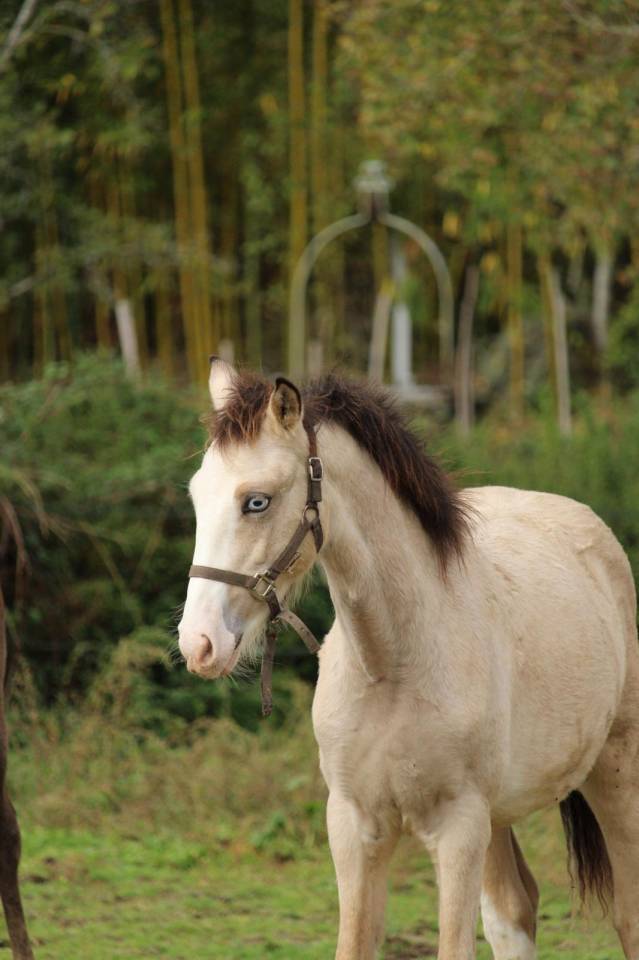 Foal isabelle yeux bleu Goldwyn d'embets Machno Carwyn 