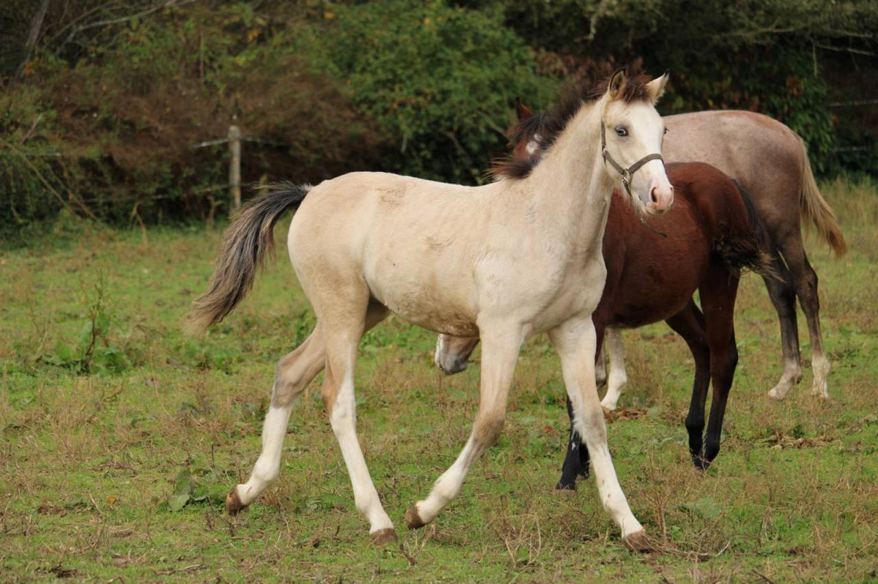 Foal isabelle yeux bleu Goldwyn d'embets Machno Carwyn 