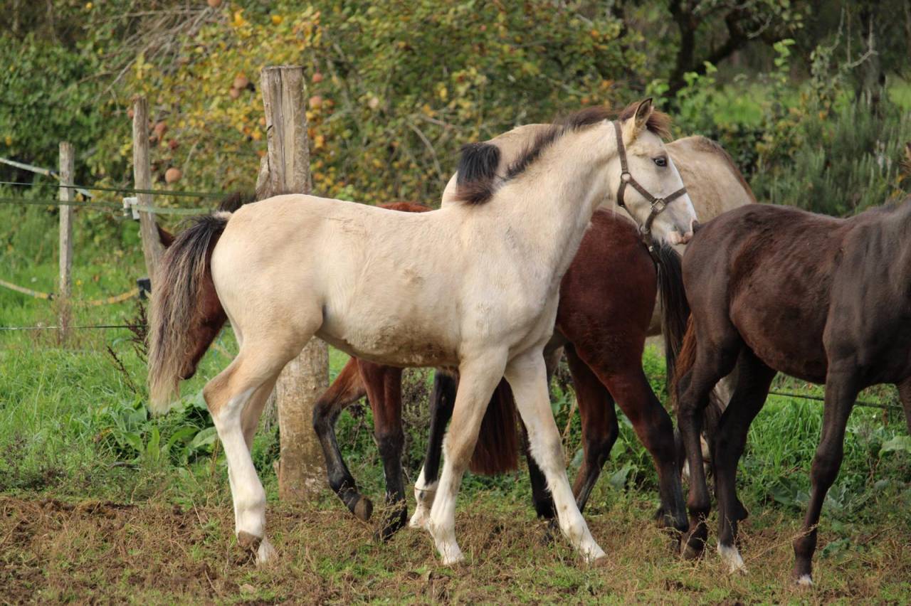Foal isabelle yeux bleu Goldwyn d'embets Machno Carwyn 