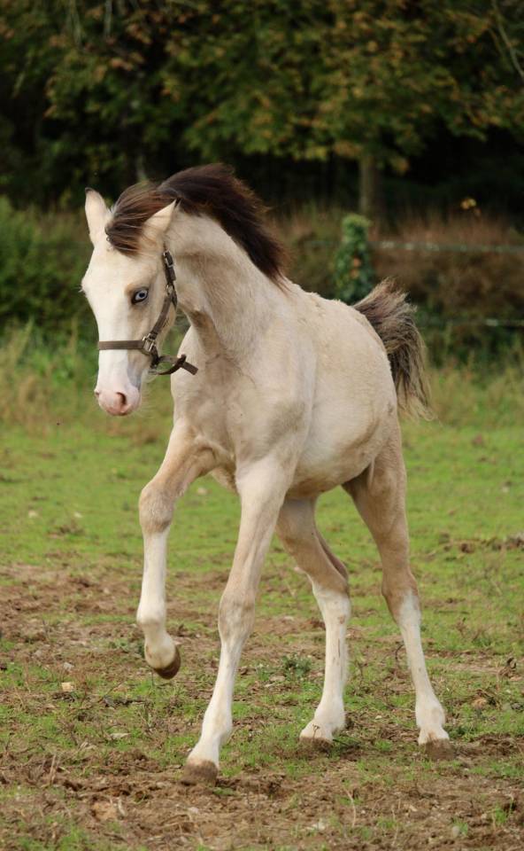 Foal isabelle yeux bleu Goldwyn d'embets Machno Carwyn 