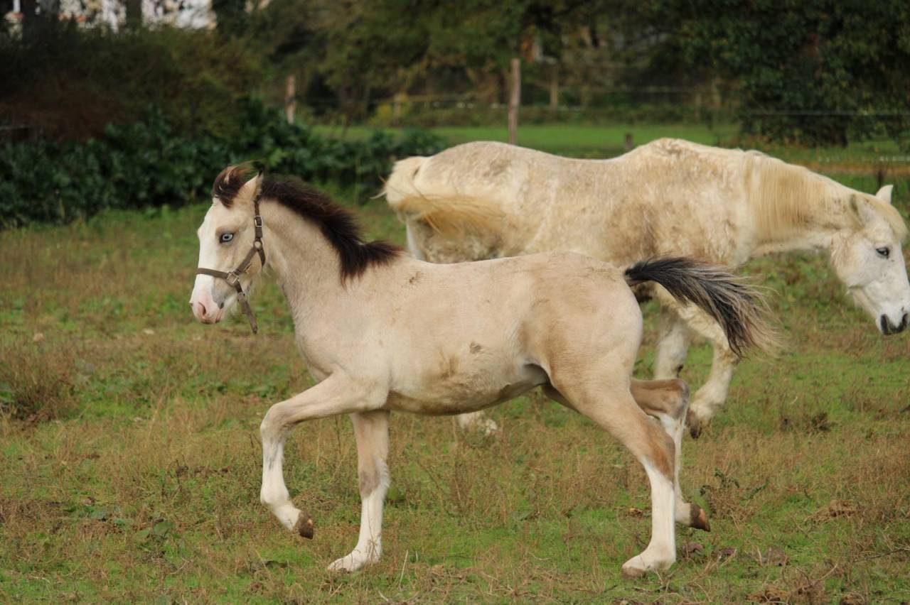 Foal isabelle yeux bleu Goldwyn d'embets Machno Carwyn 