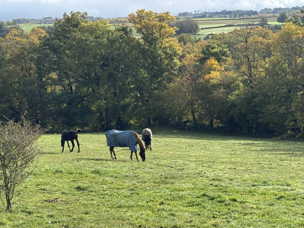 Pouliniere ou mère porteuse