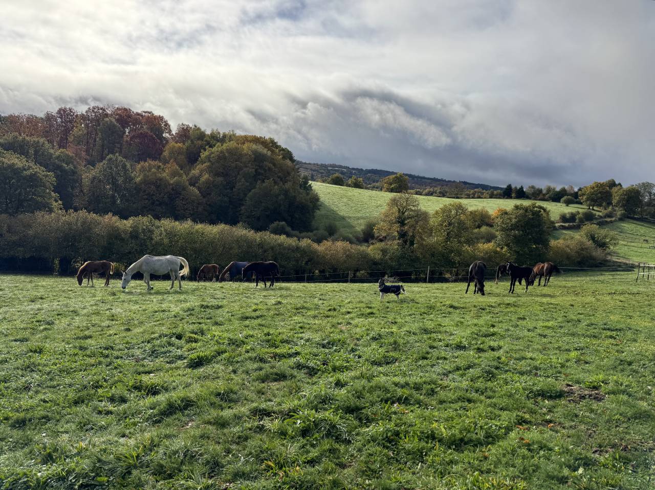 Pouliniere ou mère porteuse
