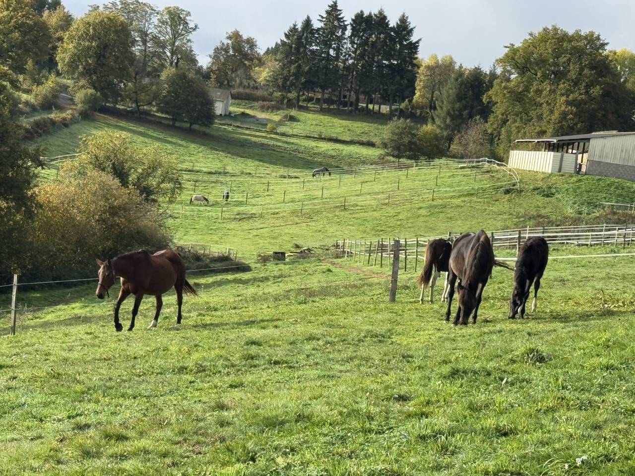 Pouliniere ou mère porteuse