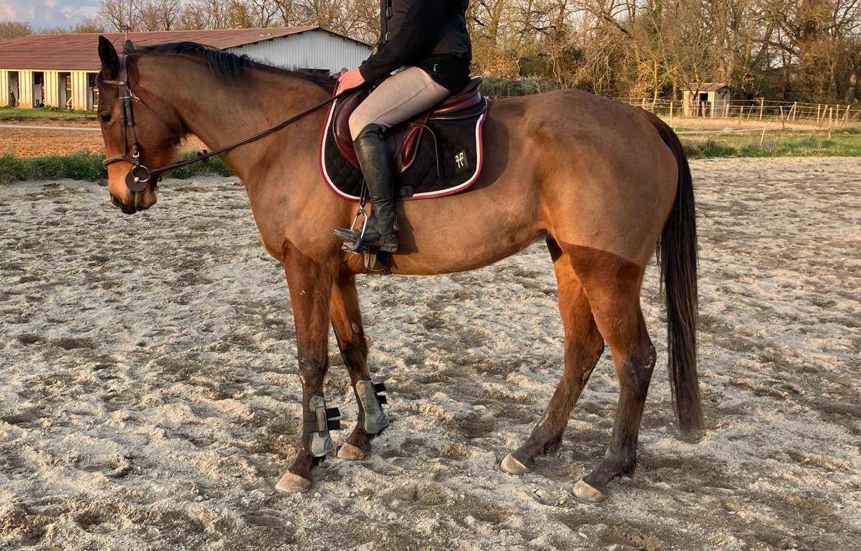 CHEVAL (Jument) AA de 7 ans