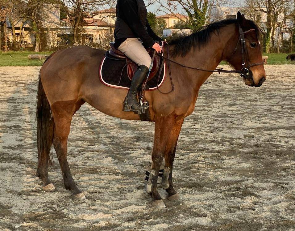 CHEVAL (Jument) AA de 7 ans
