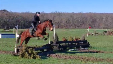 CHEVAL (Jument) AA de 7 ans