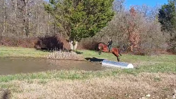 CHEVAL (Jument) AA de 7 ans