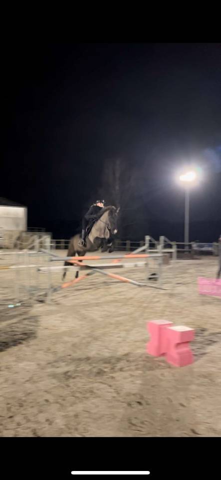 Jument Pure Race Espagnol 