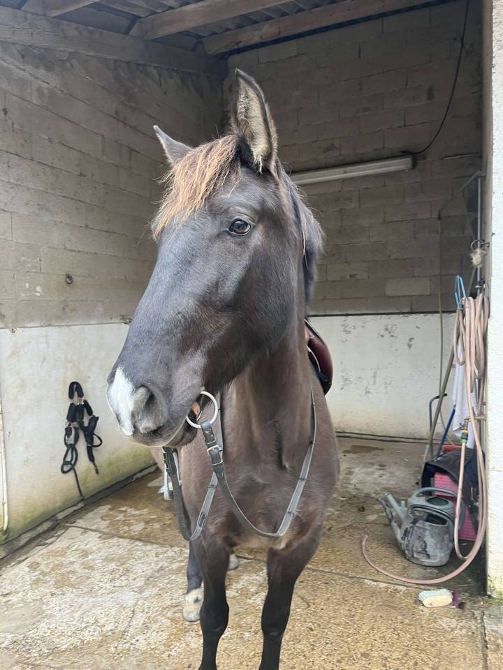 Jument Pure Race Espagnol 