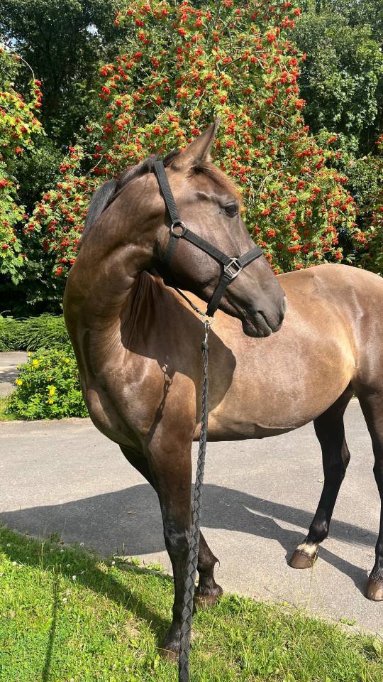 Jument Pure Race Espagnol 