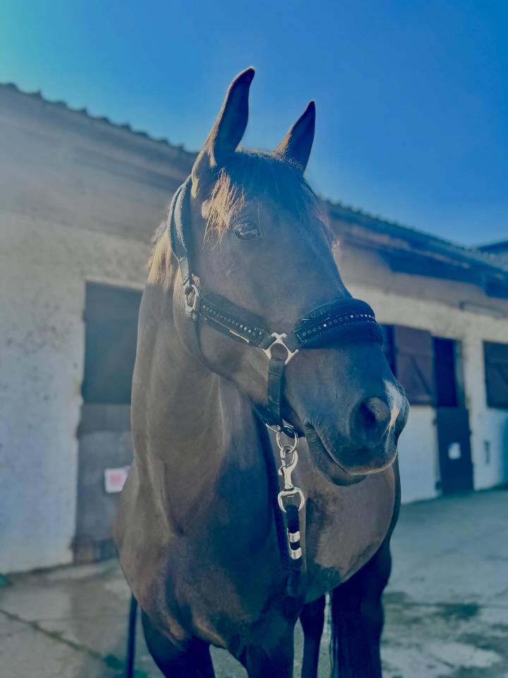 Jument Pure Race Espagnol 