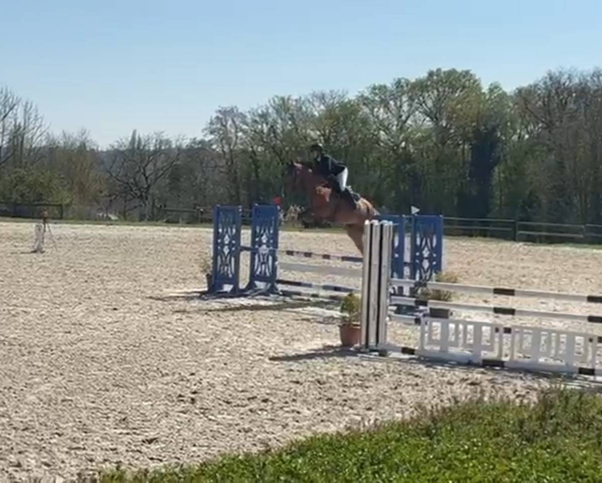 Hongre 6 ans CCE/CSO