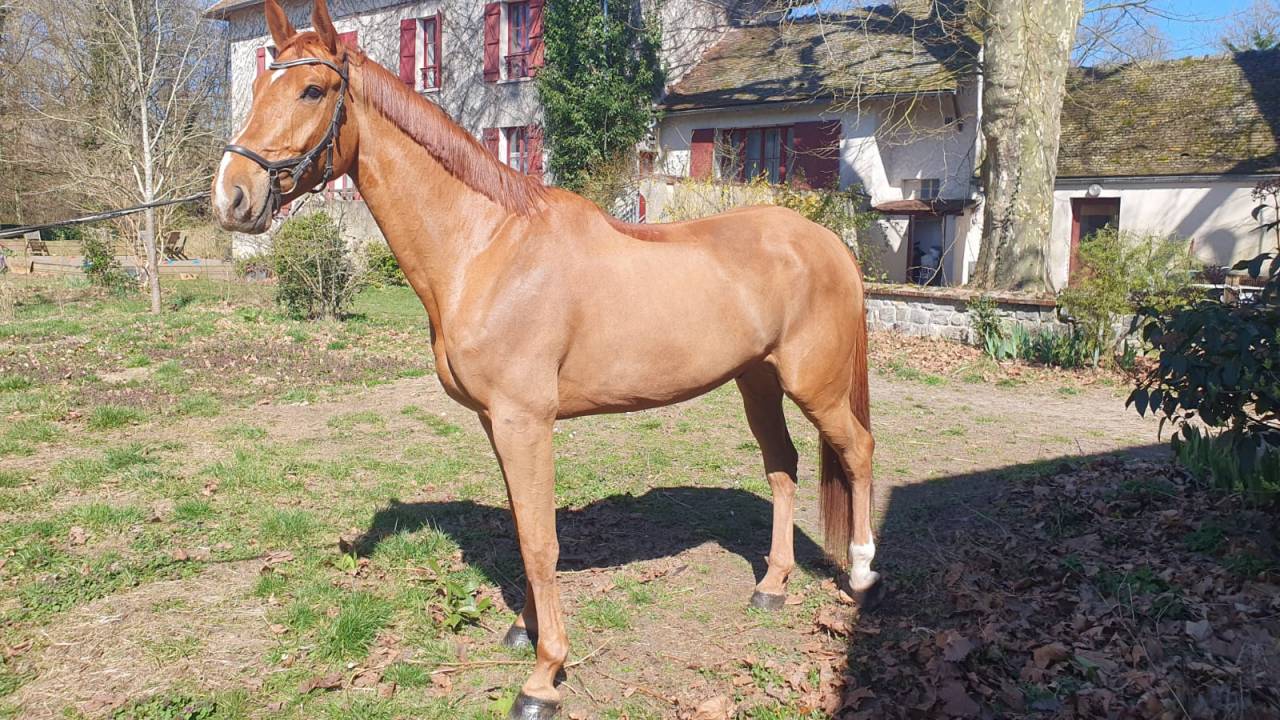 Hongre 6 ans CCE/CSO