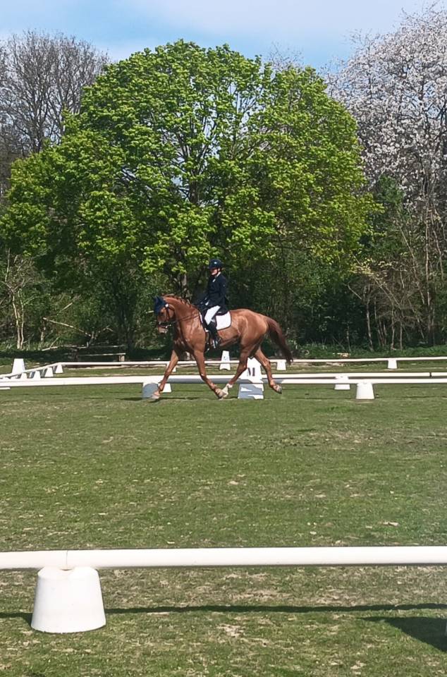 Hongre 6 ans CCE/CSO