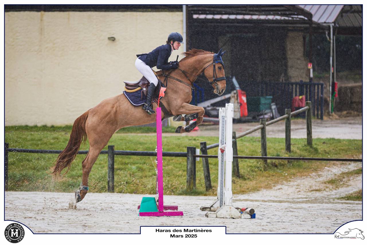 Hongre 6 ans CCE/CSO