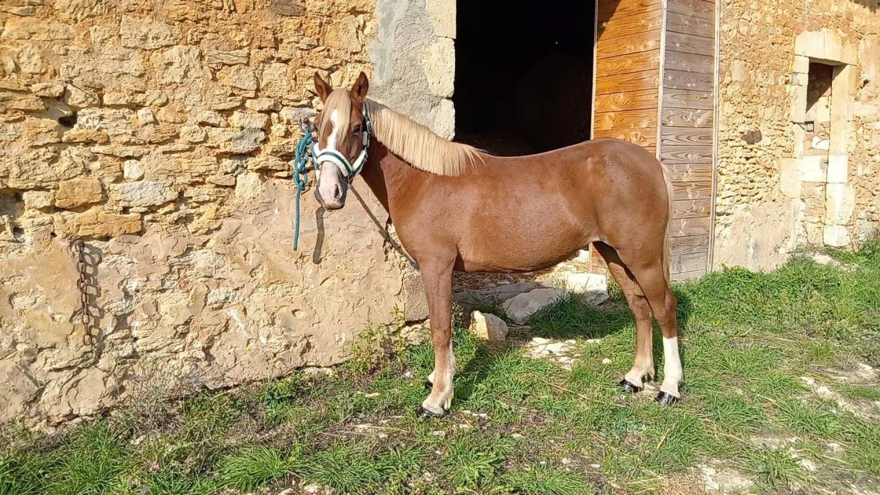 Ponette 1m30 4ans 