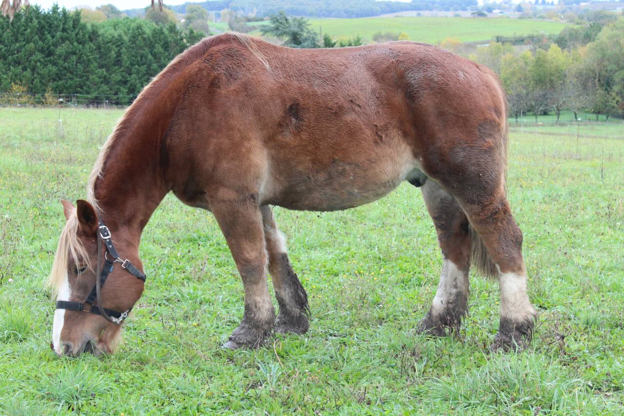 cheval de trait