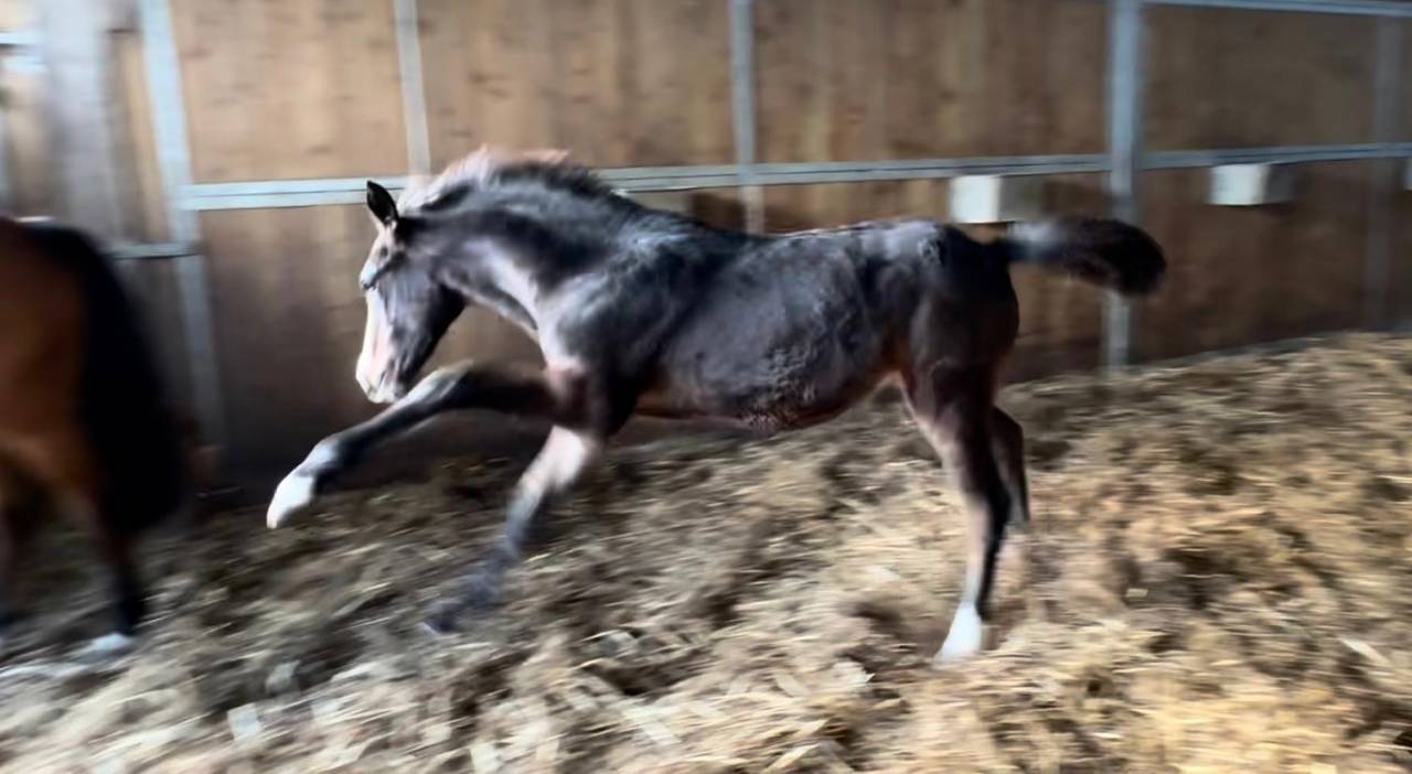 Paname de N&eacute;mus