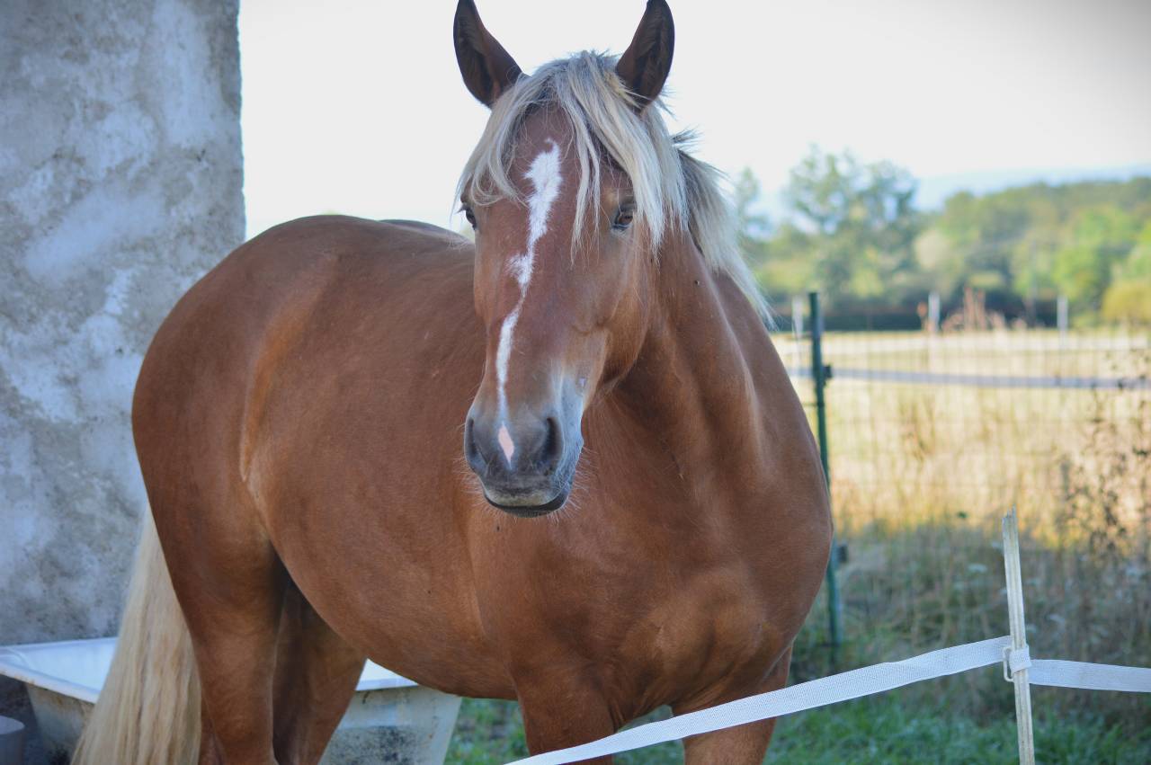 Cheval Comtois