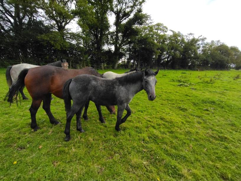 Pouliche Connemara - 8 mois