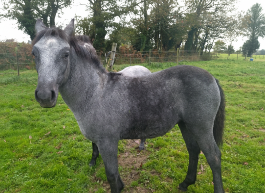 Pouliche Connemara - 8 mois