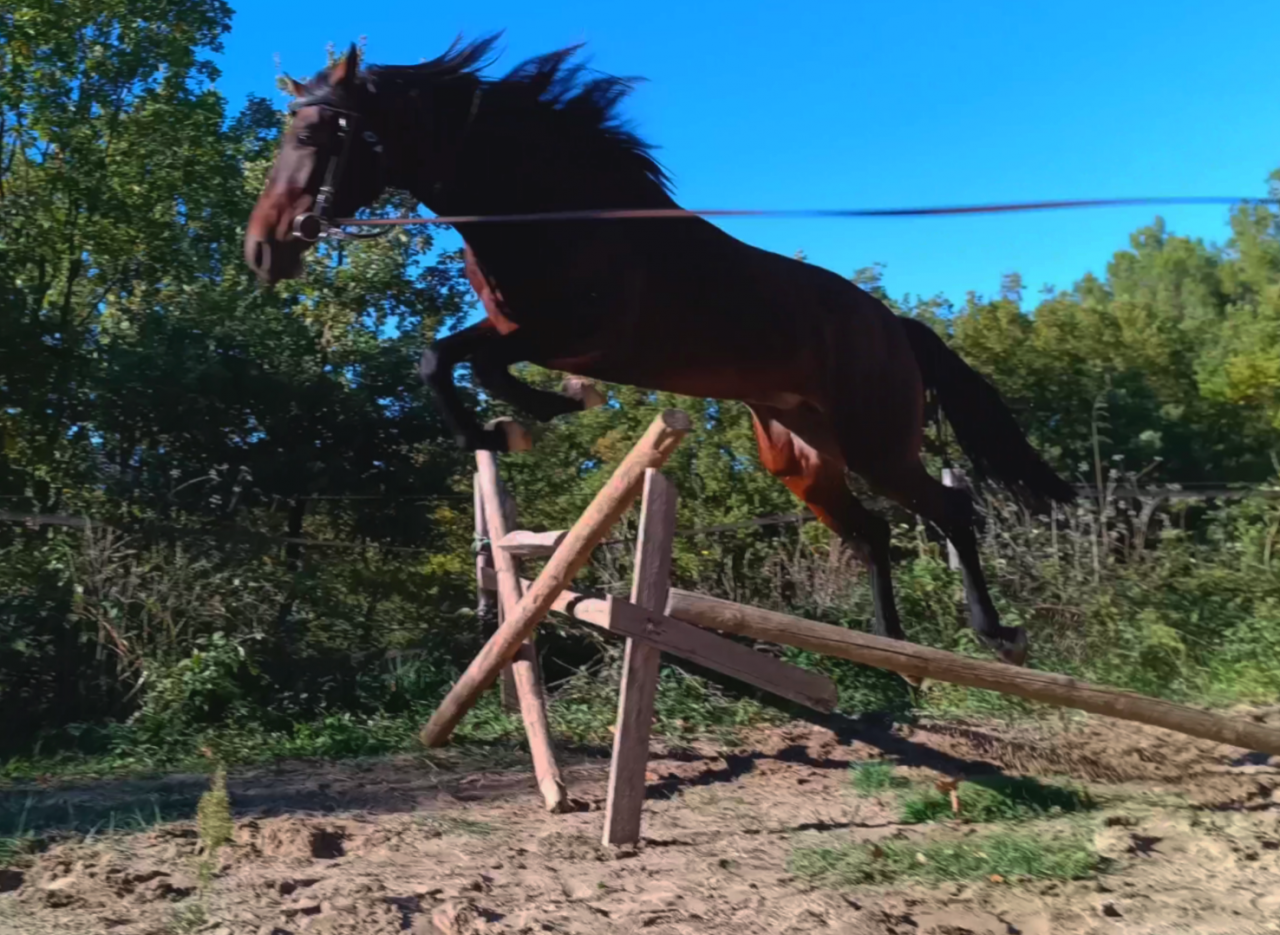 Très belle et grande jument