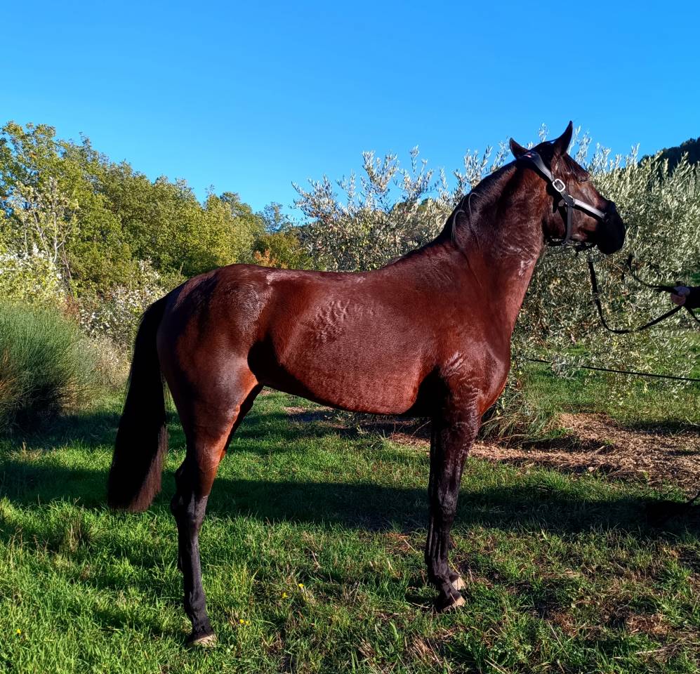 Très belle et grande jument