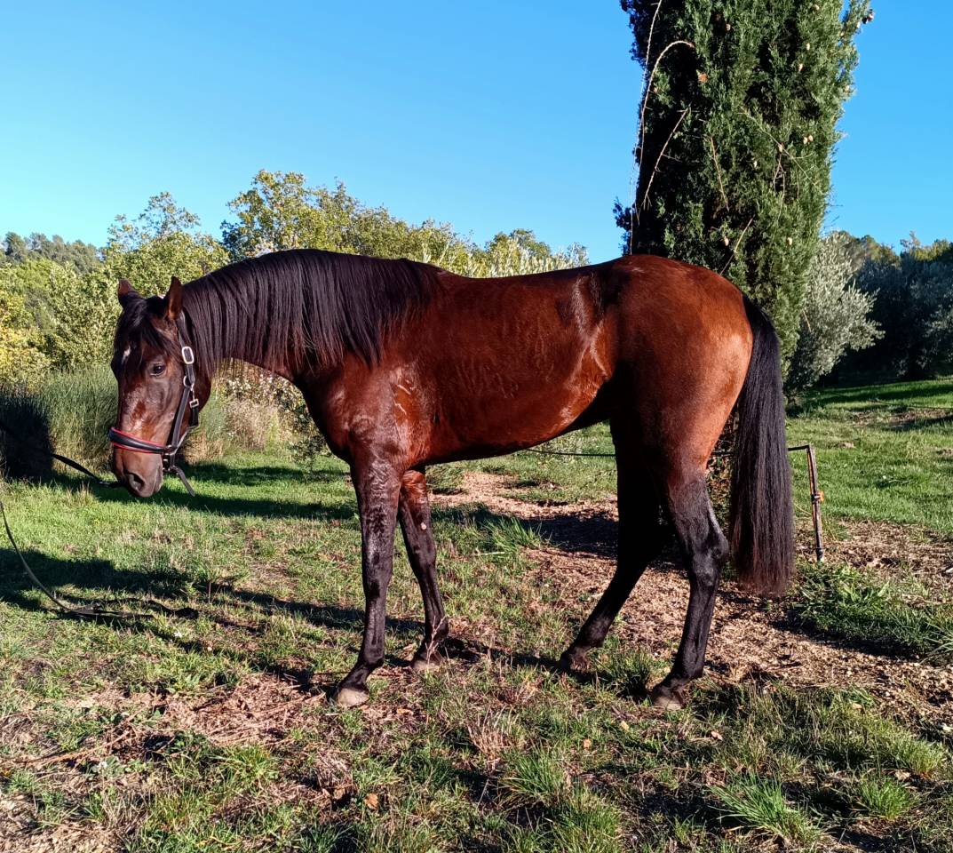 Très belle et grande jument