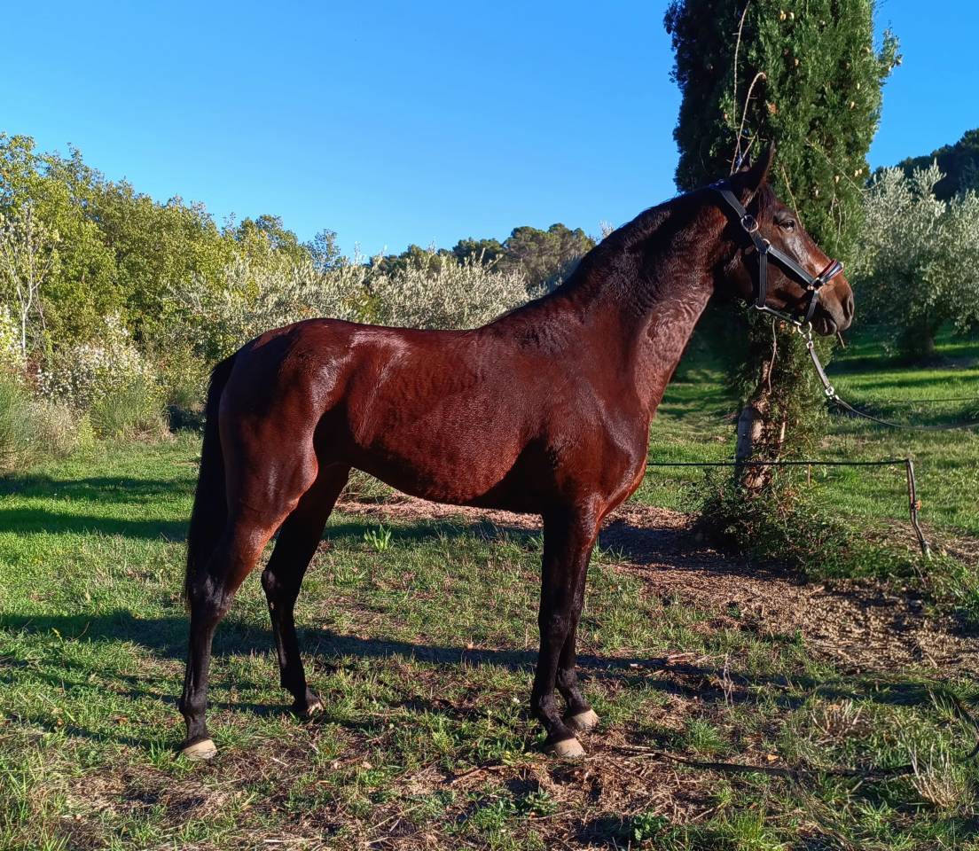 Très belle et grande jument