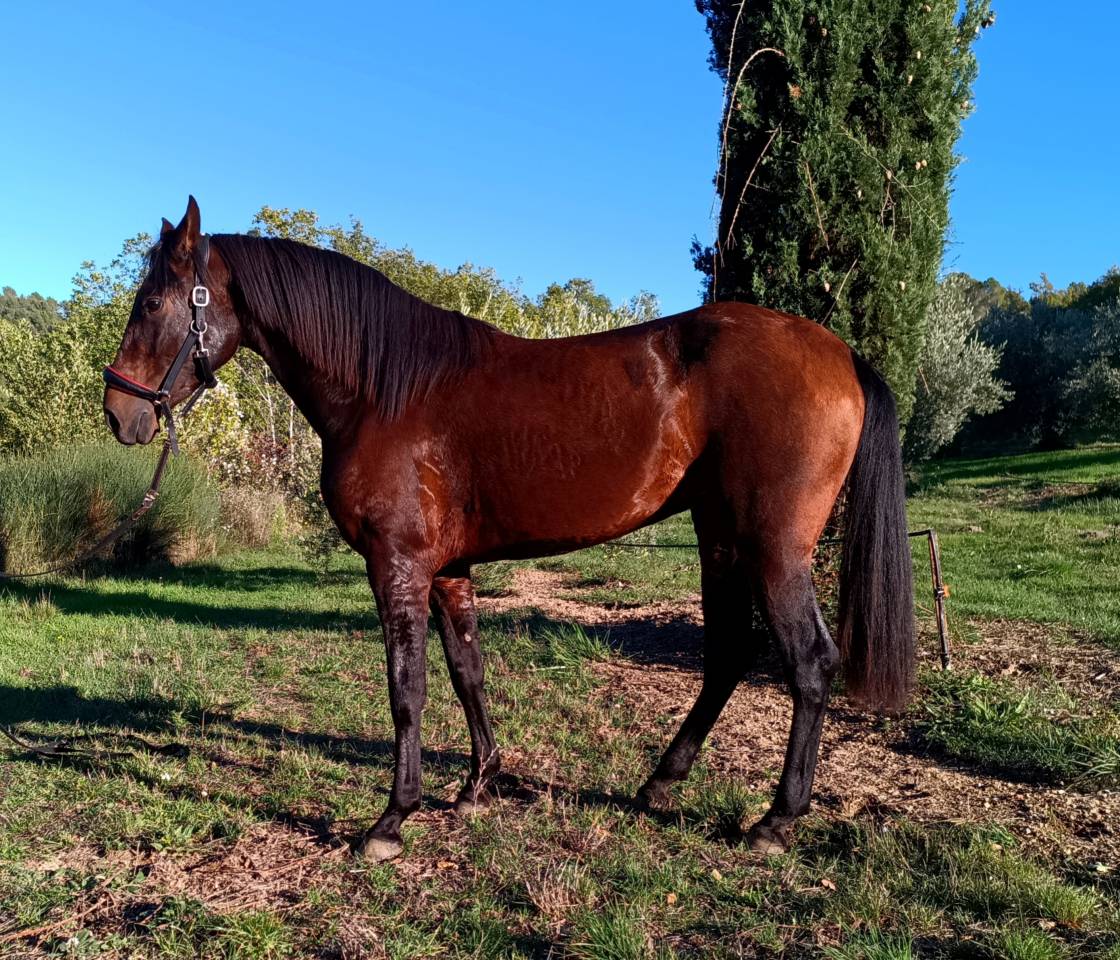 Très belle et grande jument