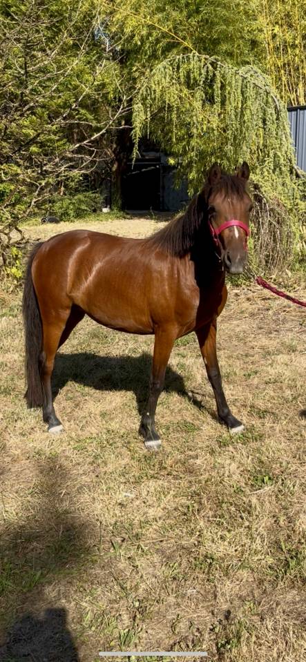 Pouliche Welsh Partbred