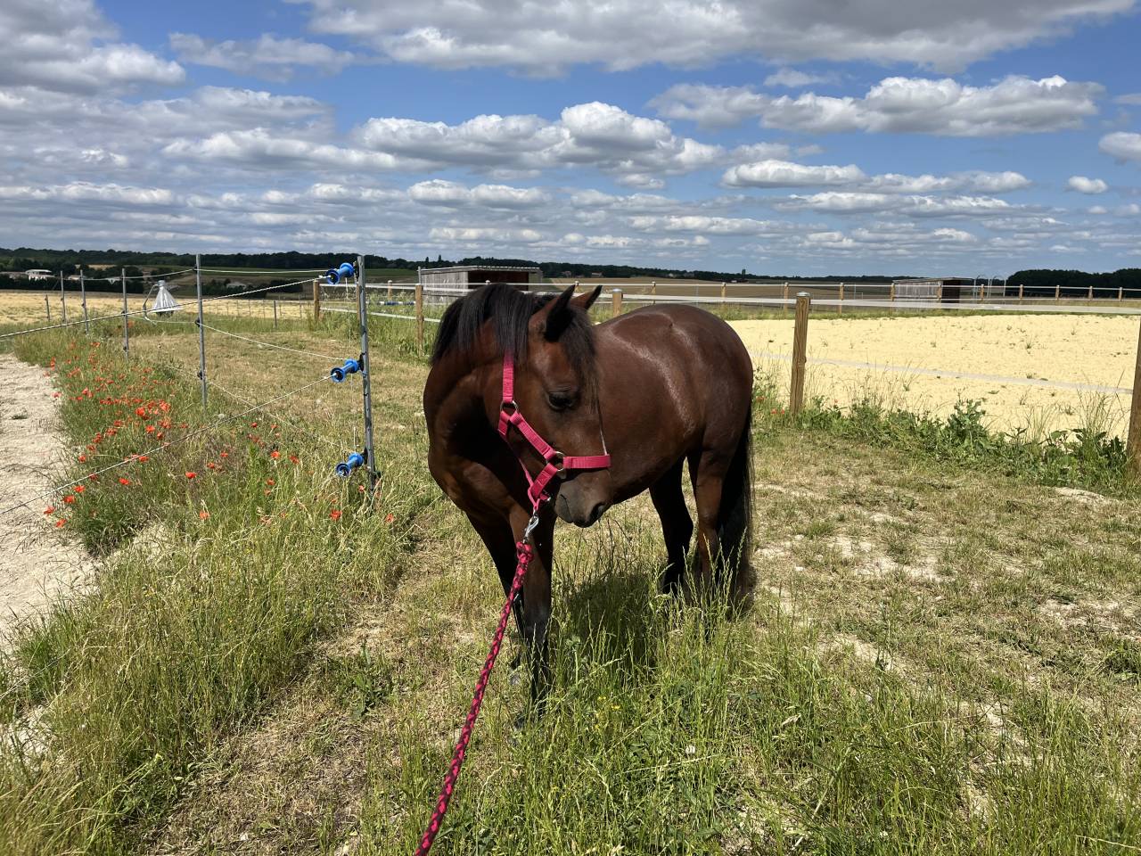 Pouliche Welsh Partbred