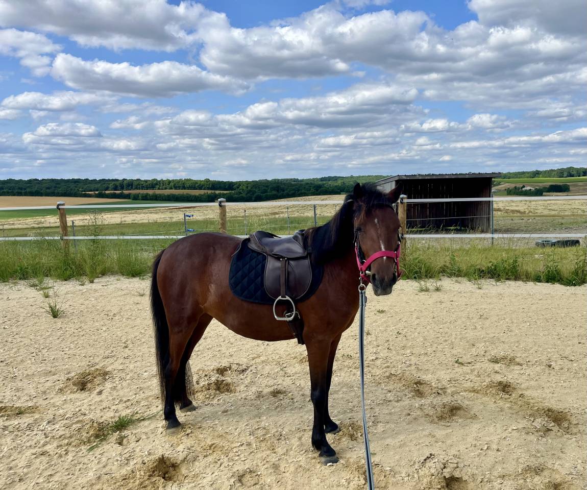 Pouliche Welsh Partbred