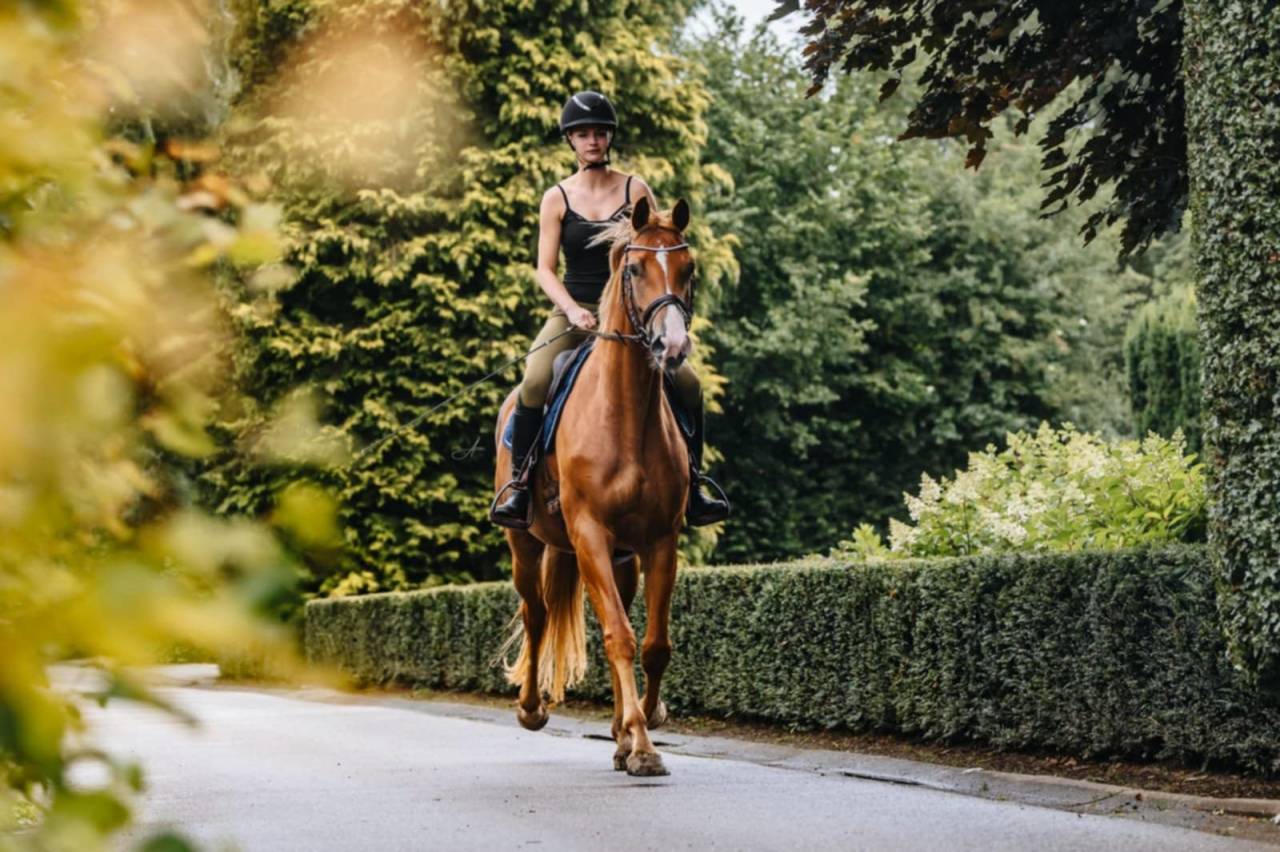 Jument Oldenburg 6 ans