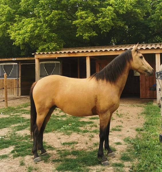 Magnifique Ponette par Champion supreme d'été Dressage