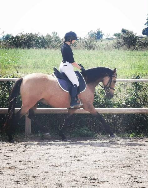 Magnifique Ponette par Champion supreme d'été Dressage