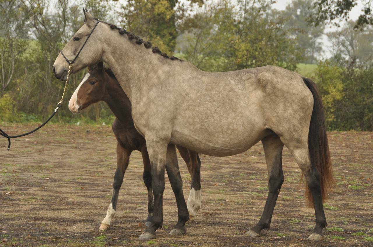 Jument PSL poulinière 