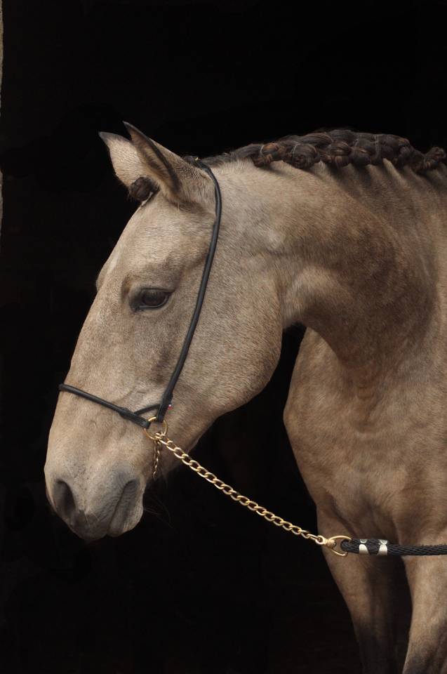 Jument PSL poulinière 