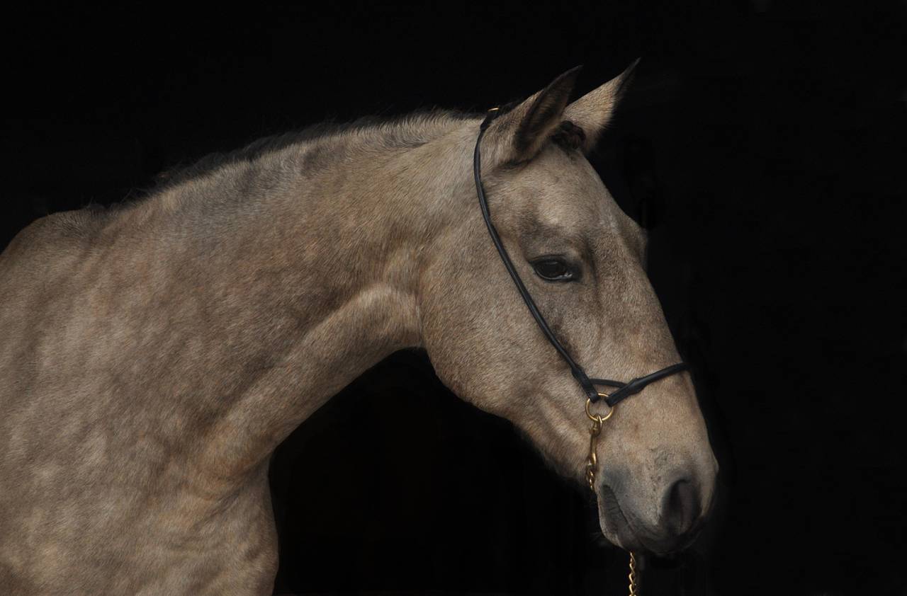 Jument PSL poulinière 