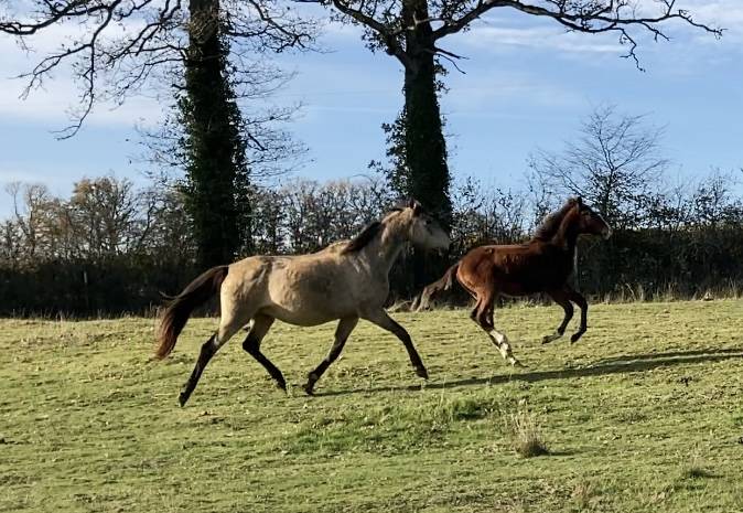 Jument PSL poulinière 