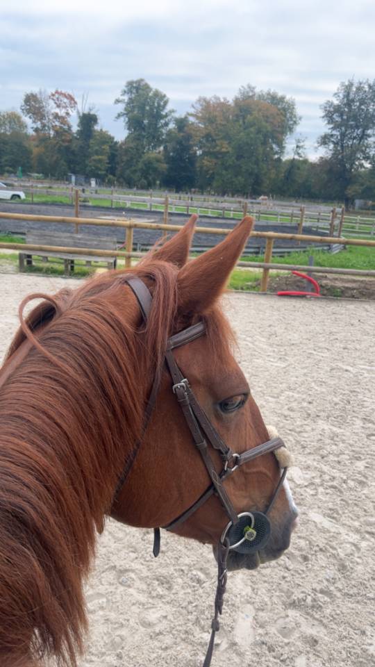 Hashley de favas selle français de 8 ans 