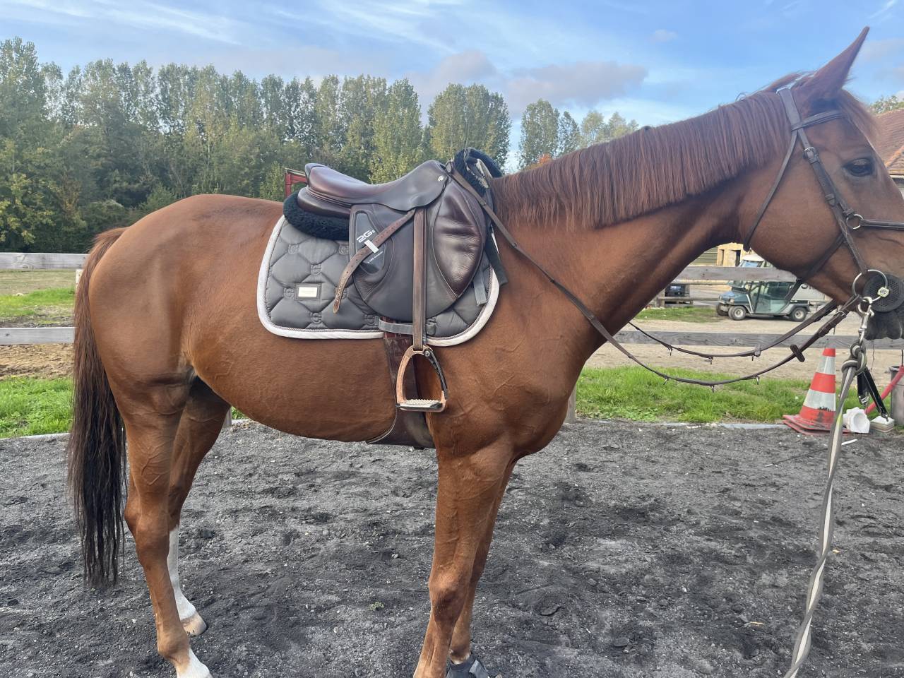 Hashley de favas selle français de 8 ans 