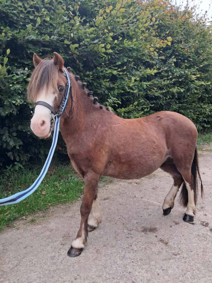 Game Over : le petit poney trop mignon