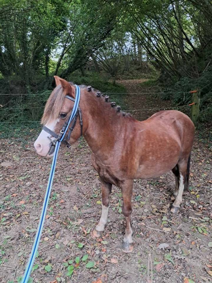 Game Over : le petit poney trop mignon