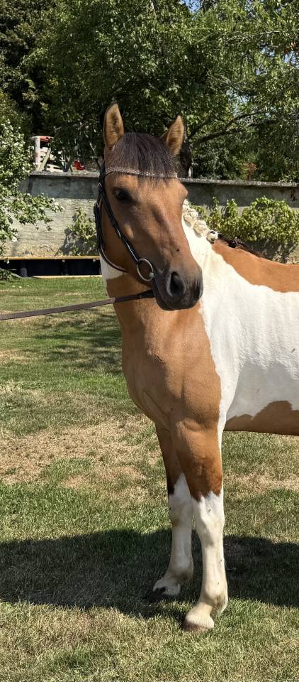 Ponette 4 ans OC à vendre 
