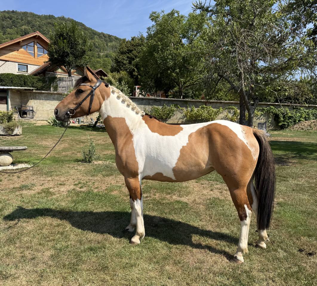 Ponette 4 ans OC à vendre 