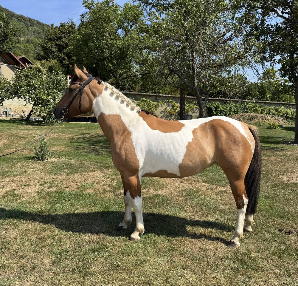 Ponette 4 ans OC à vendre 