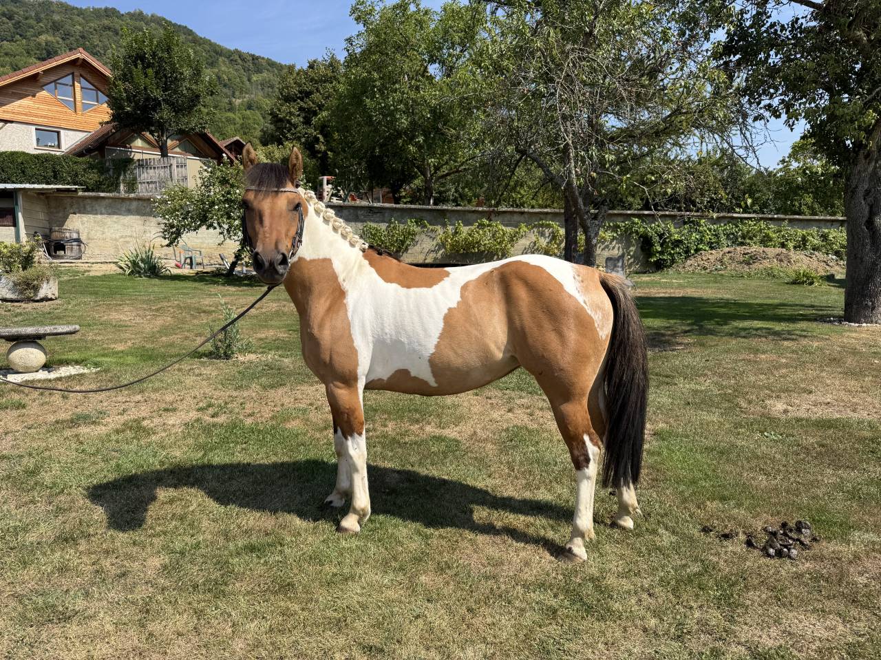 Ponette 4 ans OC à vendre 