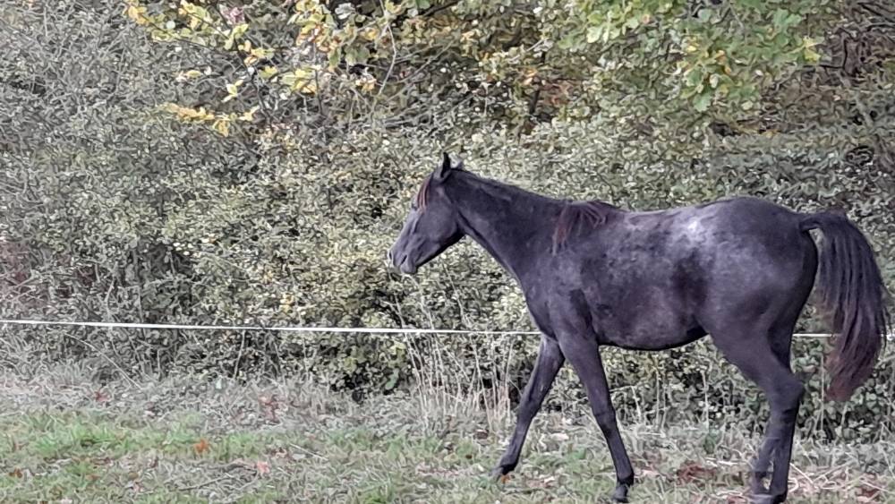 élevage ds arabians